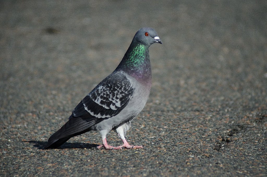 Dove, Rock Pigeon, 2012-01287607 Gloucester, MA.JPG - Rock Pigeon. Gloucester, MA, 1-28-2012